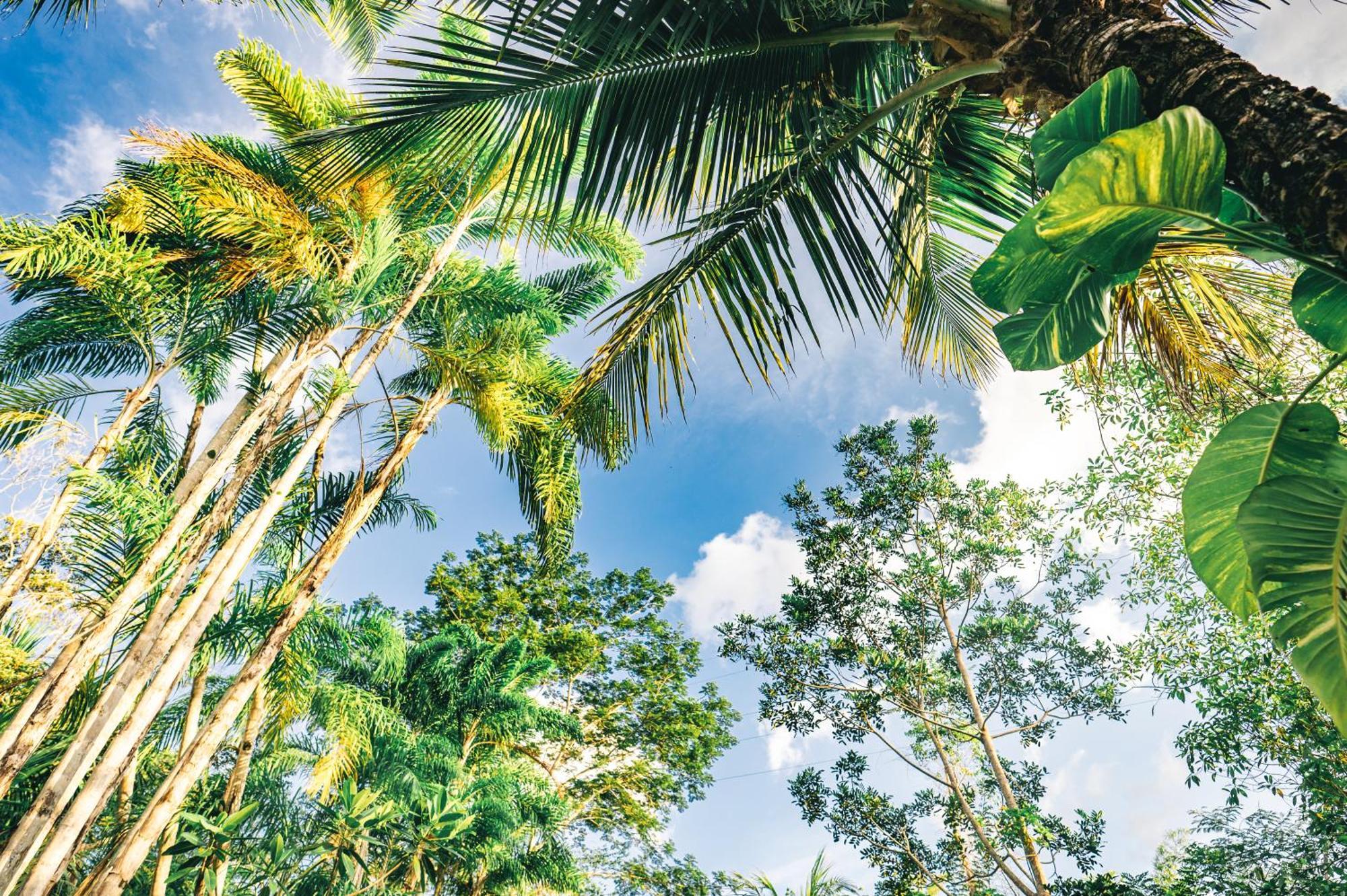 Huingos Eco Lodge Tarapoto Oda fotoğraf