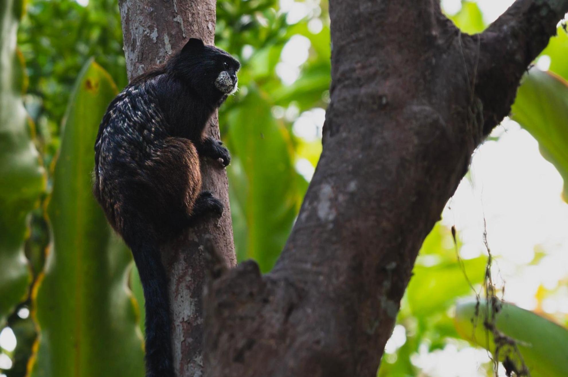 Huingos Eco Lodge Tarapoto Dış mekan fotoğraf